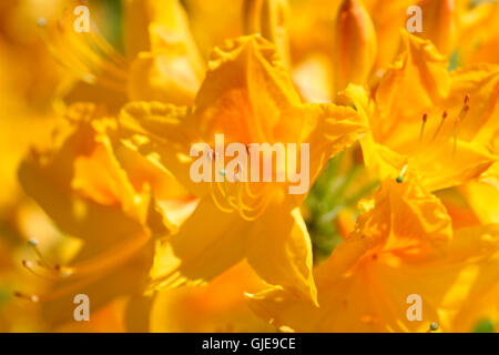beautiful yellow azaleas flourishing in Spring Jane Ann Butler Photography JABP1572 Stock Photo