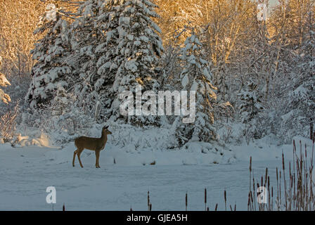 White-tailed Deer (Odocoileus virginianus) on frozen pond at sunrise. Stock Photo