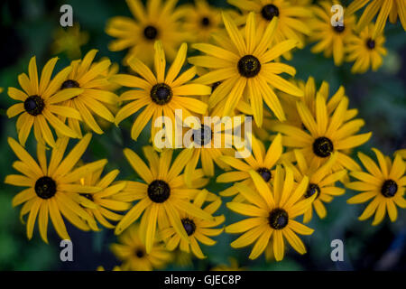 Bunch of yellow Rudbeckia hirta flowers black-eyed brown-eyed Susan brown betty gloriosa daisy golden Jerusalem bull's eye Stock Photo