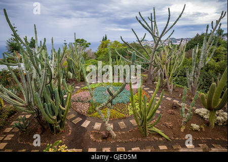 Huge cactus at Botanical Garden in Funchal, Madeira Stock Photo