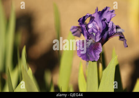 Single purple iris flower in sunlight Stock Photo