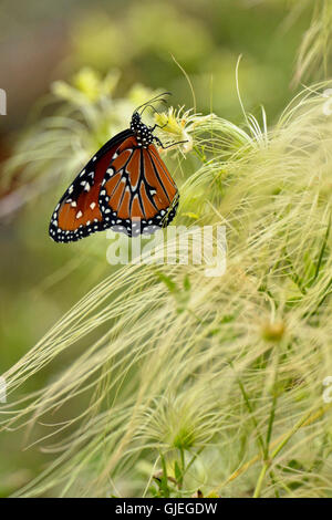 Queen butterfly (Danaus gilippus), Rio Grande City, Texas, USA Stock Photo