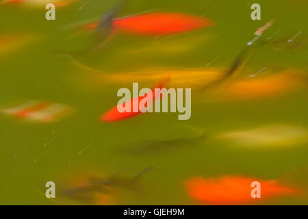 Swimming goldfish in a pond, Quito Botanical Gardens, Quito, Pichincha, Ecuador Stock Photo