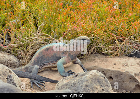 Marine iguana (Amblyrhynchus cristatus), Galapagos Islands National Park, Espanola (Hood) Island, Punta Suarez, Ecuador