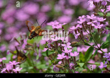 Hummingbird moth (Hemaris thysbe), Greater Sudbury, Ontario, Canada Stock Photo