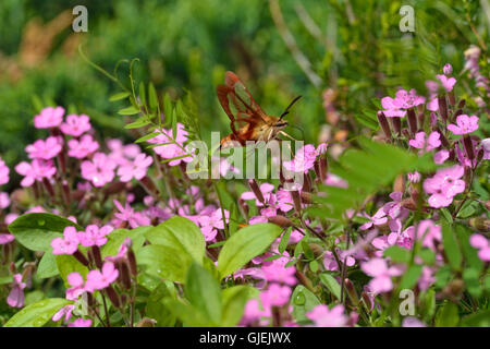 Hummingbird moth (Hemaris thysbe), Greater Sudbury, Ontario, Canada Stock Photo