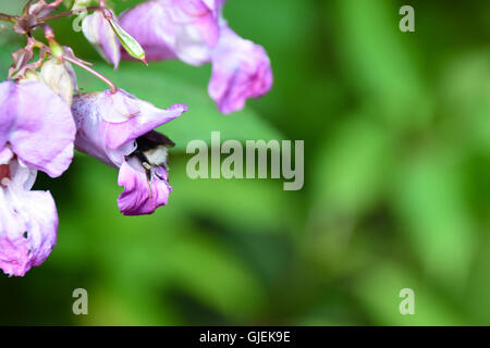 Bumble bee collecting pollen from snap dragon flower Stock Photo