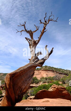 Dead Juniper Tree in the Colorado National Monument in silhouette against blue sky Stock Photo