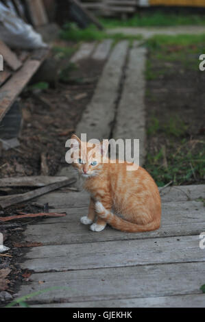 Homeless red haired kittens portrait Stock Photo