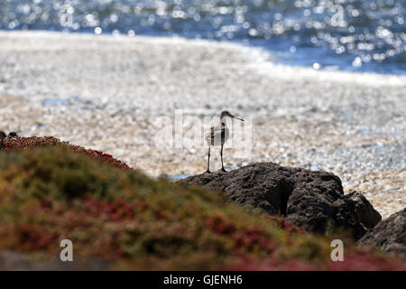 Willet (Tringa semipalmata) standing on rock surveying shore. Stock Photo