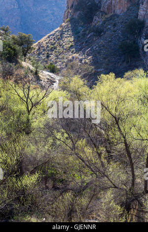 Large mesquite trees shading a rocky section of Sycamore Canyon in the Santa Catalina Mountains. Pusch Ridge Wilderness, Arizona Stock Photo