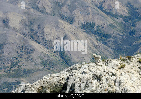 Merino sheep on rocky mountain ridge, Muzzle Station, Clarence River, South Island, New Zealand Stock Photo