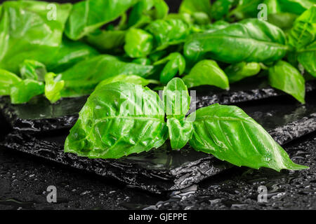 Basil leaves on a black slate Stock Photo