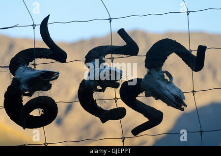 Merino sheep skulls with horns on fence, Muzzle Station, Clarence River, South Island, New Zealand Stock Photo