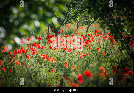 Red poppies in plum orchard Stock Photo