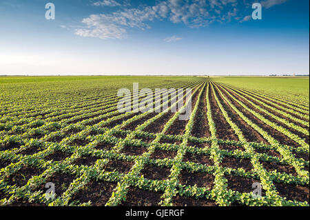 Soybean Field Rows in spring Stock Photo