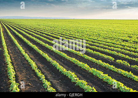 Soybean Field Rows in spring Stock Photo