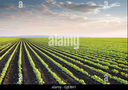 Soybean Field Rows in spring Stock Photo