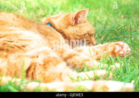 Ginger cat sleeping cat napping on grass in a garden in summer Stock Photo