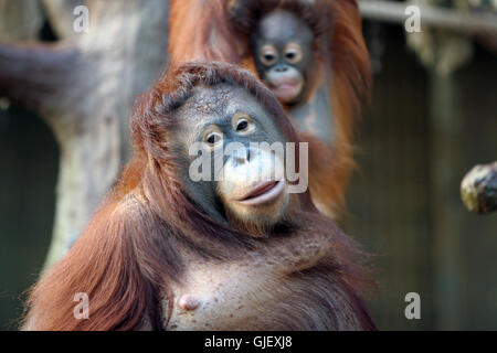 orangutan Stock Photo