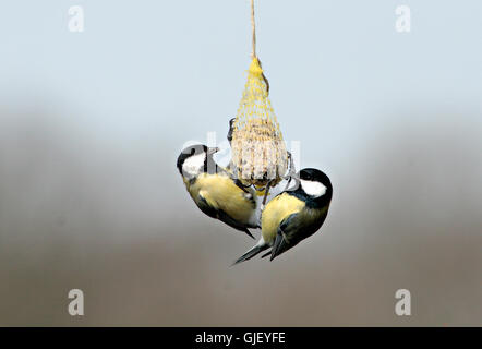 fodder bird birds Stock Photo