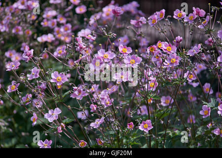 Pink Japanese Anemone hupehensis flowers Stock Photo
