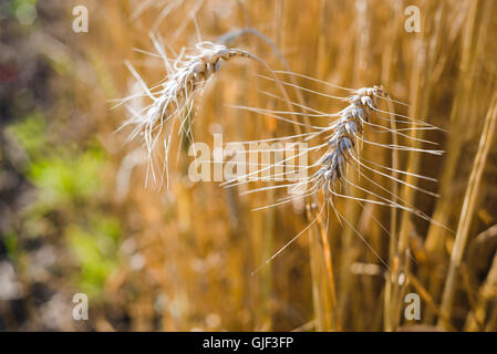Closeup of ripe wheat heads in a wheat field just before harvest in warm evening light Stock Photo