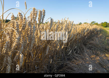 Closeup of ripe wheat heads in a wheat field just before harvest in warm evening light Stock Photo