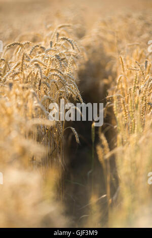 Closeup of ripe Triticum aestivum wheat heads in a wheat field in Bavaria just before harvest in warm evening light Stock Photo
