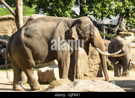 Elephant in zoo Stock Photo