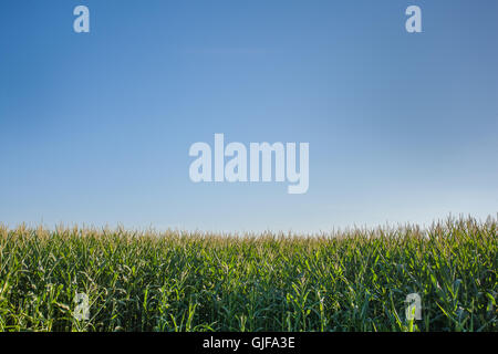 Wide shot of corn growing in a farm field under a cloudless blue sky on Tilghman Island, Maryland, USA. Stock Photo