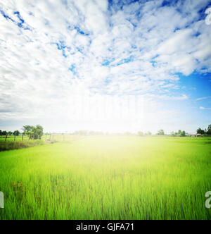 landscape of rice paddy field with lighting effect Stock Photo
