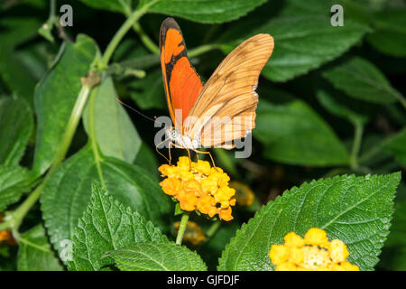 orange butterfly sitting on little yellow blossom Stock Photo