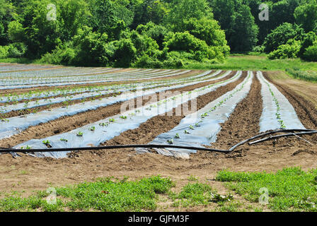 New Growth in Early Spring on a Vegetable Farm Stock Photo