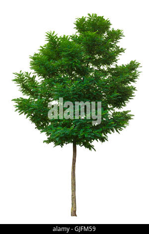 Young green ash tree isolated on white background Stock Photo