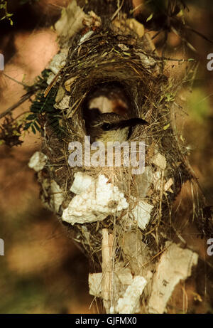 Purple Sunbird, Nectarina asiatica or Cinnyris asiaticus, female sitting in nest, Rajasthan, India Stock Photo