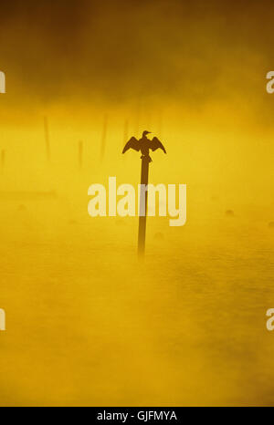 Little Black Cormorant, Phalacrocorax sulcirostris, Byron bay, Australia, silhouette at sunrise Stock Photo