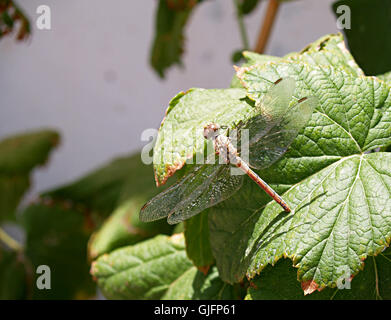 dragon fly on leaf Stock Photo
