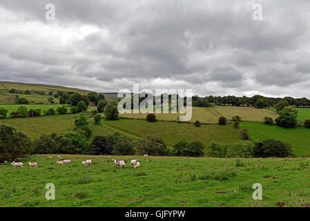 The rolling hills of the Pennines, near Chapel-en-le-Frith in Derbyshire, with a field of sheep under a grey cloudy sky Stock Photo