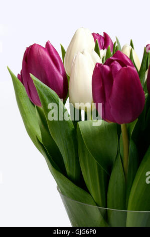 tulips,purple and white Stock Photo