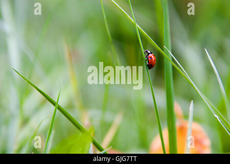 a ladybug on the way up Stock Photo