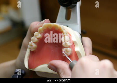 tooth model of an upper jaw Stock Photo