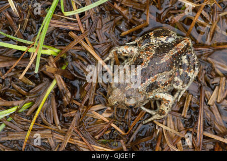 common spadefoot toad ( Pelobates fuscus ) cryptic on ground Stock Photo