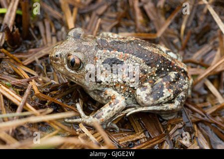 common spadefoot toad ( Pelobates fuscus ) close-up Stock Photo