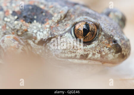 common spadefoot toad ( Pelobates fuscus ) close-up on eye Stock Photo