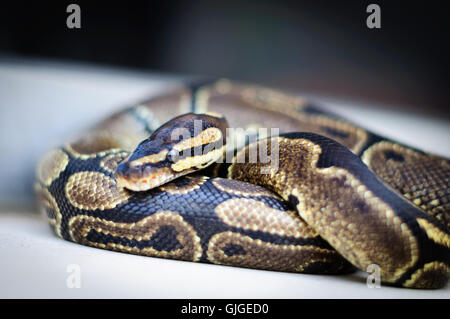 not a big Python regius resting on the stone Stock Photo