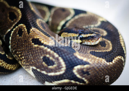 not a big Python regius resting on the stone Stock Photo