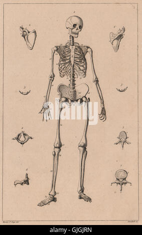 ANATOMY: Human skeleton. Squelette (Skeleton) Homme, antique print 1834 Stock Photo