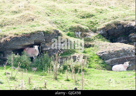 Builth Wells, Powys, Wales, UK. 16th August 2016. Sheep take shelter from the hot sun on the high moorland of the Myndd Epynt range near Builth Wells in Powys, Wales, UK. Credit:  Graham M. Lawrence/Alamy Live News. Stock Photo