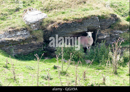 Builth Wells, Powys, Wales, UK. 16th August 2016. Sheep take shelter from the hot sun on the high moorland of the Myndd Epynt range near Builth Wells in Powys, Wales, UK. Credit:  Graham M. Lawrence/Alamy Live News. Stock Photo